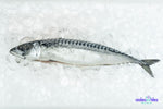 Fresh Wild Caught Saba Fish - 1KG 沙巴鱼