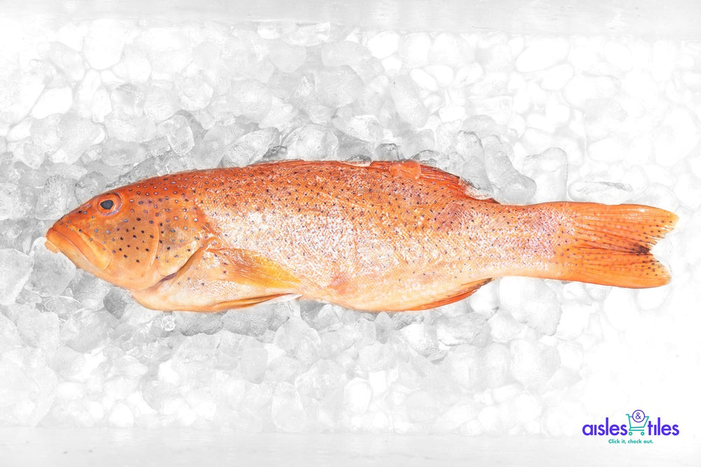 Fresh And Wild Caught Red Grouper Fish - 1KG l 新鲜红斑鱼
