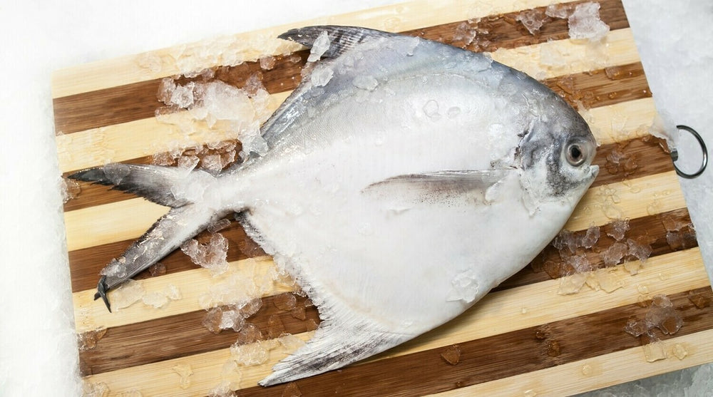 Premium LARGE Chinese Pomfret Fish - 700g to 900g l BLAST FREEZE 斗昌